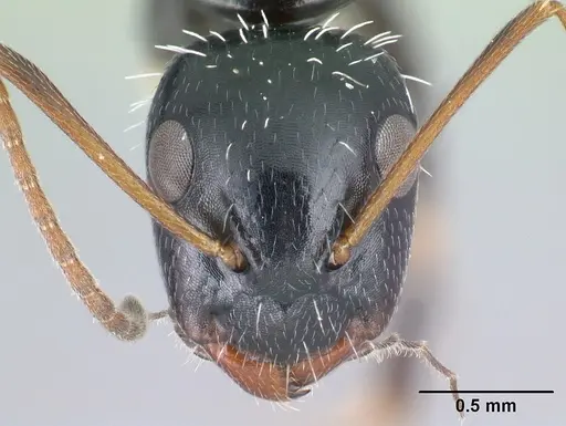 Camponotus repens - CASENT0217300