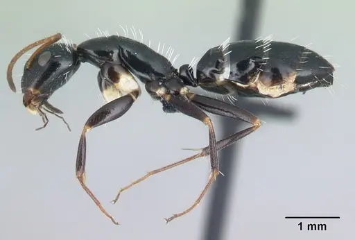 Camponotus repens - CASENT0217300
