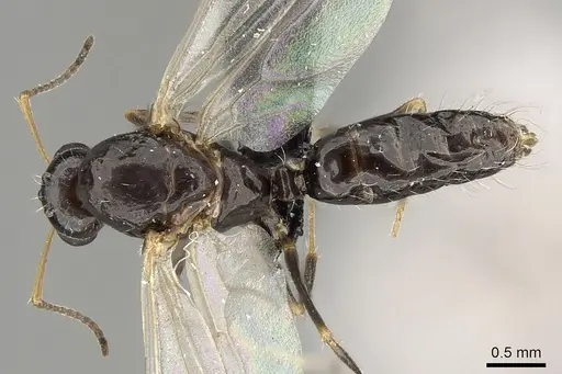 Camponotus repens - CASENT0280590