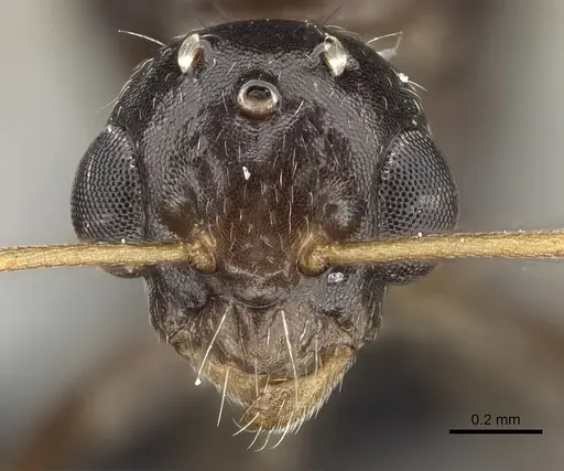 Camponotus repens - CASENT0280590