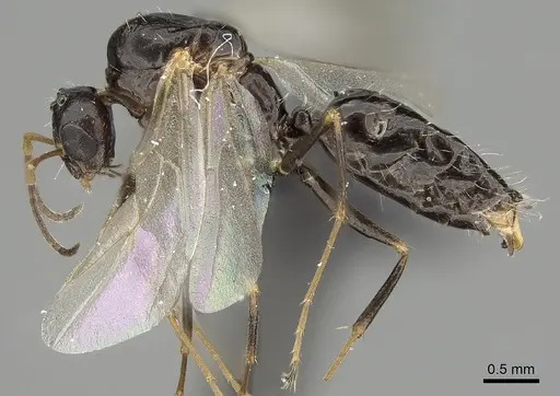 Camponotus repens - CASENT0280590