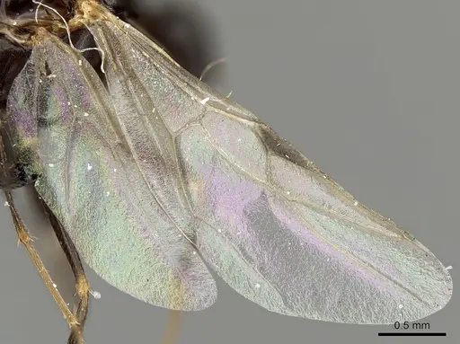 Camponotus repens - CASENT0280590