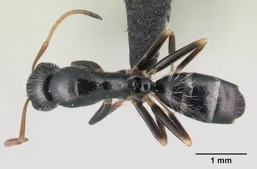 Camponotus repens - CASENT0481832