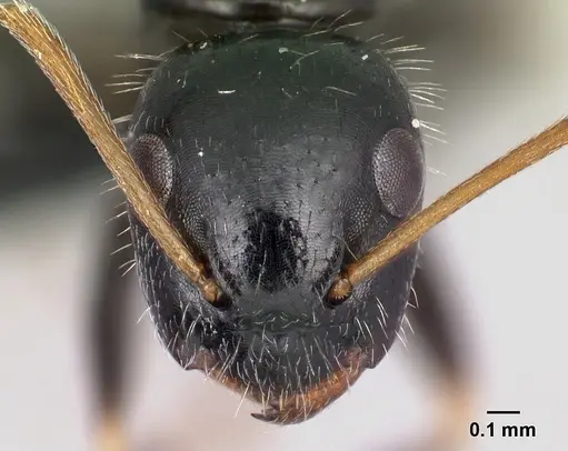 Camponotus repens - CASENT0481832