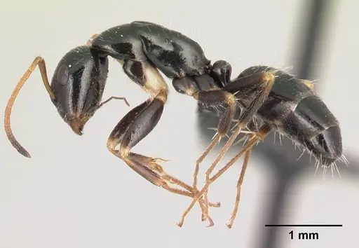 Camponotus repens - CASENT0481832