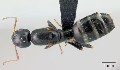 Camponotus repens - CASENT0486419