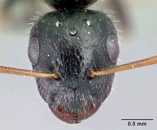 Camponotus repens - CASENT0486419