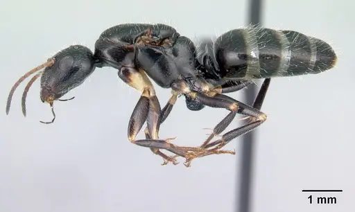 Camponotus repens - CASENT0486419