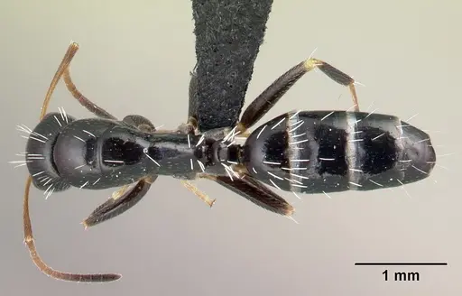 Camponotus repens - CASENT0491267