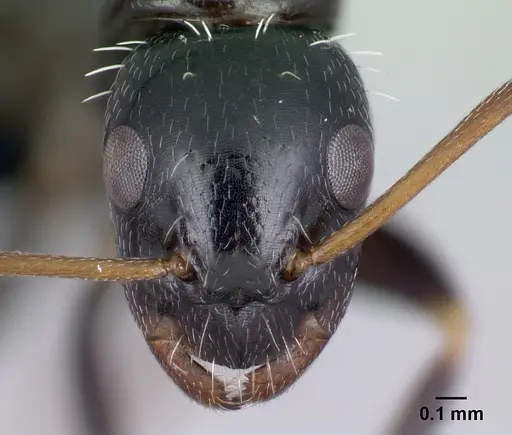 Camponotus repens - CASENT0491267