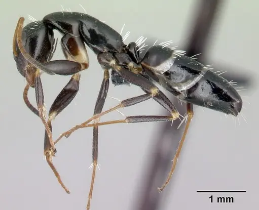 Camponotus repens - CASENT0491267