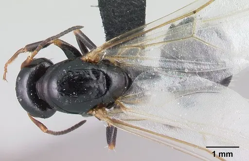 Camponotus repens - CASENT0499161