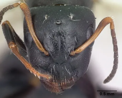 Camponotus repens - CASENT0499161