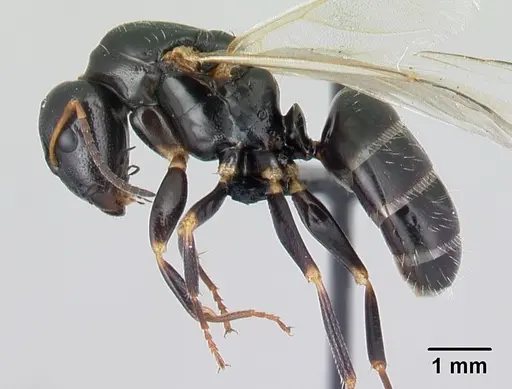 Camponotus repens - CASENT0499161