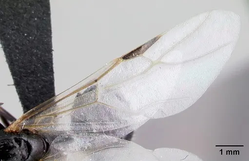 Camponotus repens - CASENT0499161