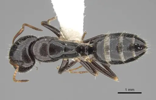 Camponotus repens - CASENT0810384