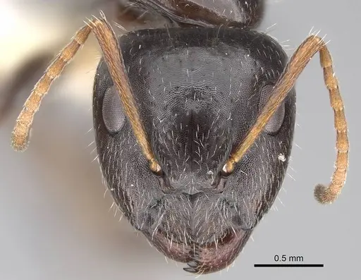 Camponotus repens - CASENT0810384