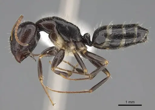 Camponotus repens - CASENT0810384