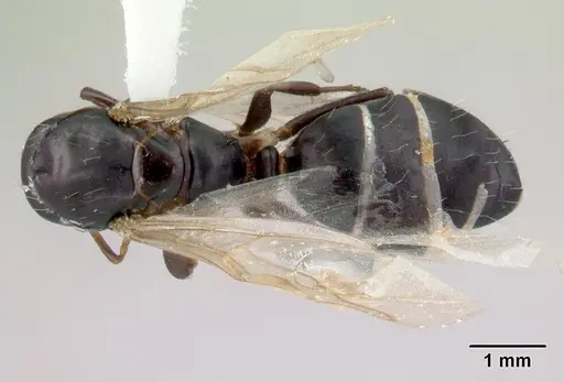 Camponotus reticulatus specimen