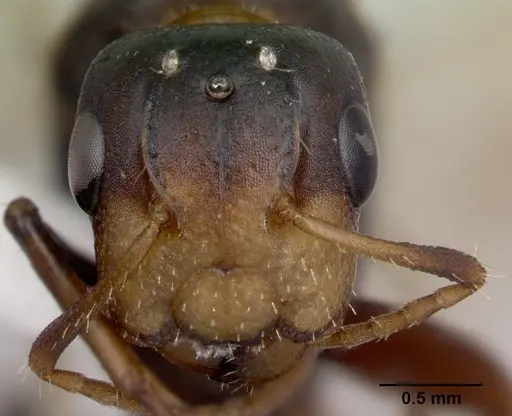 Camponotus reticulatus specimen