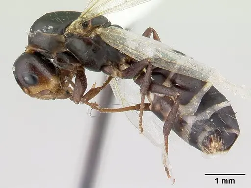 Camponotus reticulatus specimen