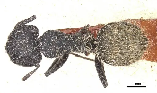 Camponotus rhamses specimen