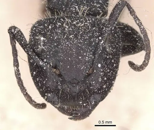 Camponotus rhamses specimen