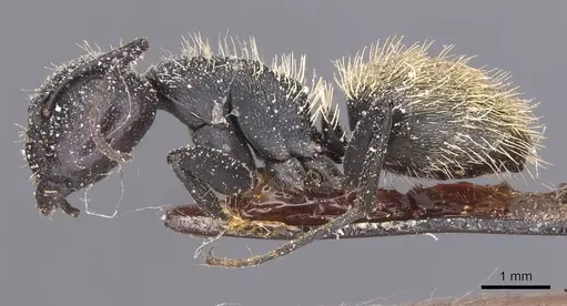 Camponotus rhamses specimen