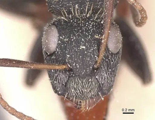 Camponotus rhamses - CASENT0911855