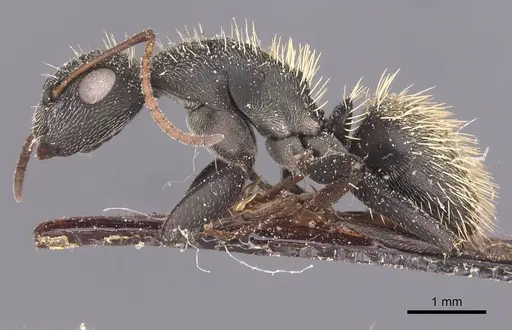 Camponotus rhamses - CASENT0911855