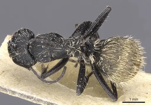 Camponotus rhamses - CASENT0911856