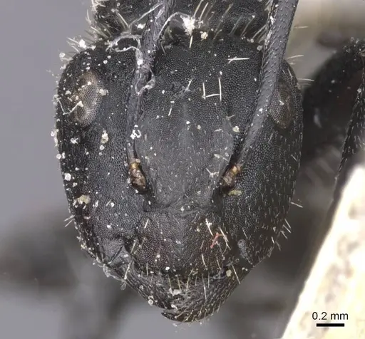 Camponotus rhamses - CASENT0911856