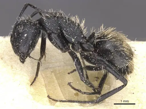 Camponotus rhamses - CASENT0911856