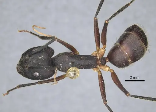 Camponotus riedeli specimen