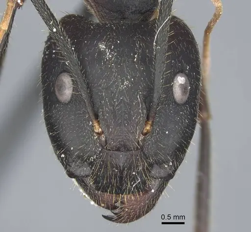 Camponotus riedeli specimen