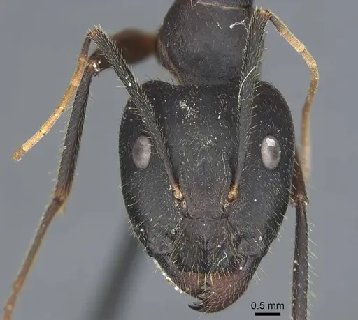 Camponotus riedeli specimen