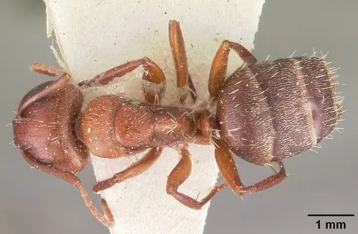 Camponotus robecchii specimen