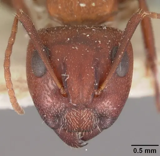Camponotus robecchii specimen