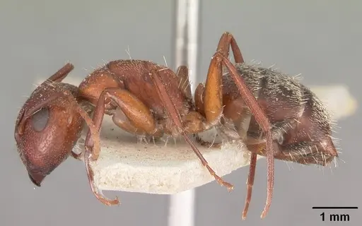 Camponotus robecchii specimen