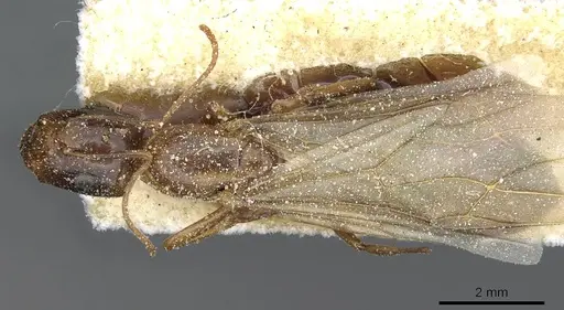 Camponotus robertae specimen