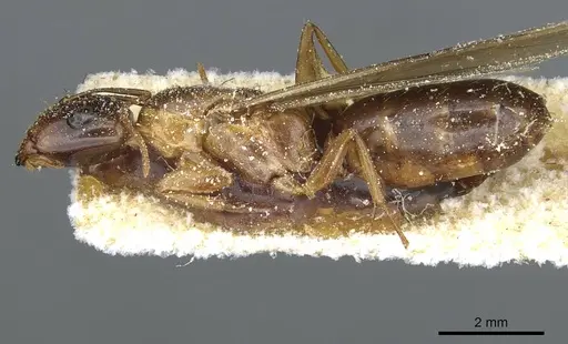Camponotus robertae specimen