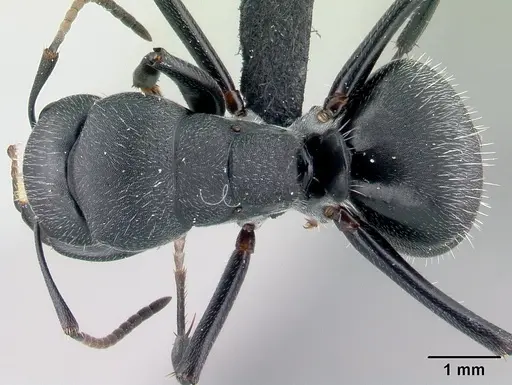 Camponotus robustus specimen