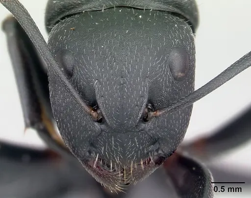 Camponotus robustus specimen