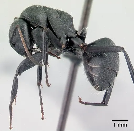 Camponotus robustus specimen