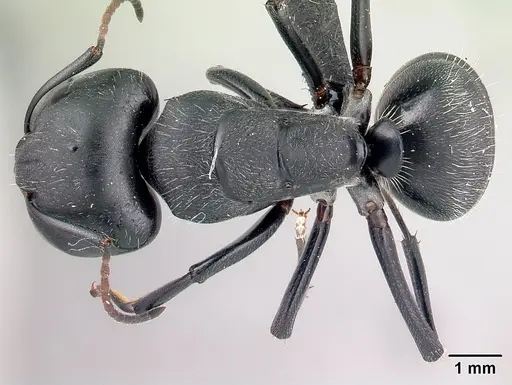 Camponotus robustus - CASENT0066724