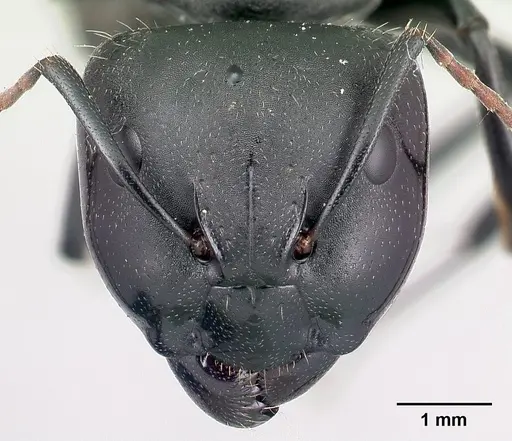 Camponotus robustus - CASENT0066724