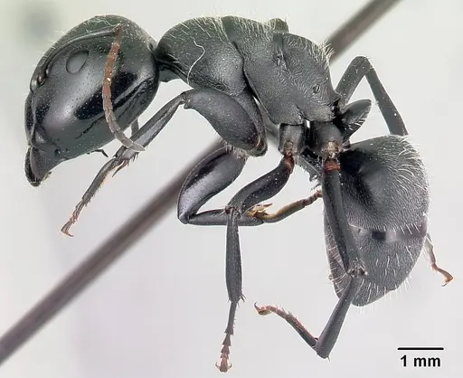 Camponotus robustus - CASENT0066724