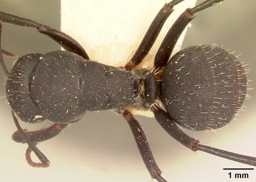 Camponotus robustus - CASENT0101390