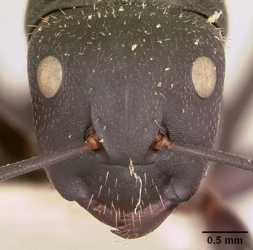 Camponotus robustus - CASENT0101390