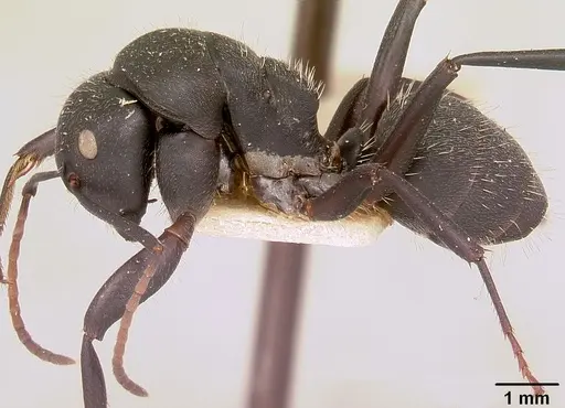 Camponotus robustus - CASENT0101390